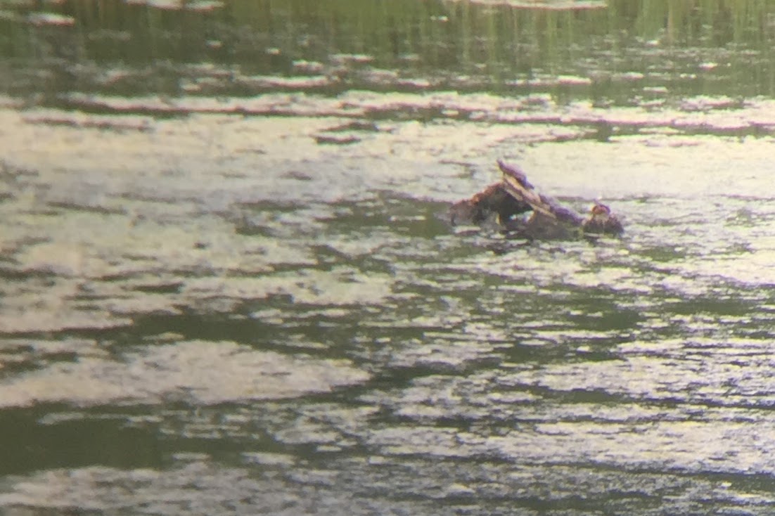 Photo of Snapping Turtle