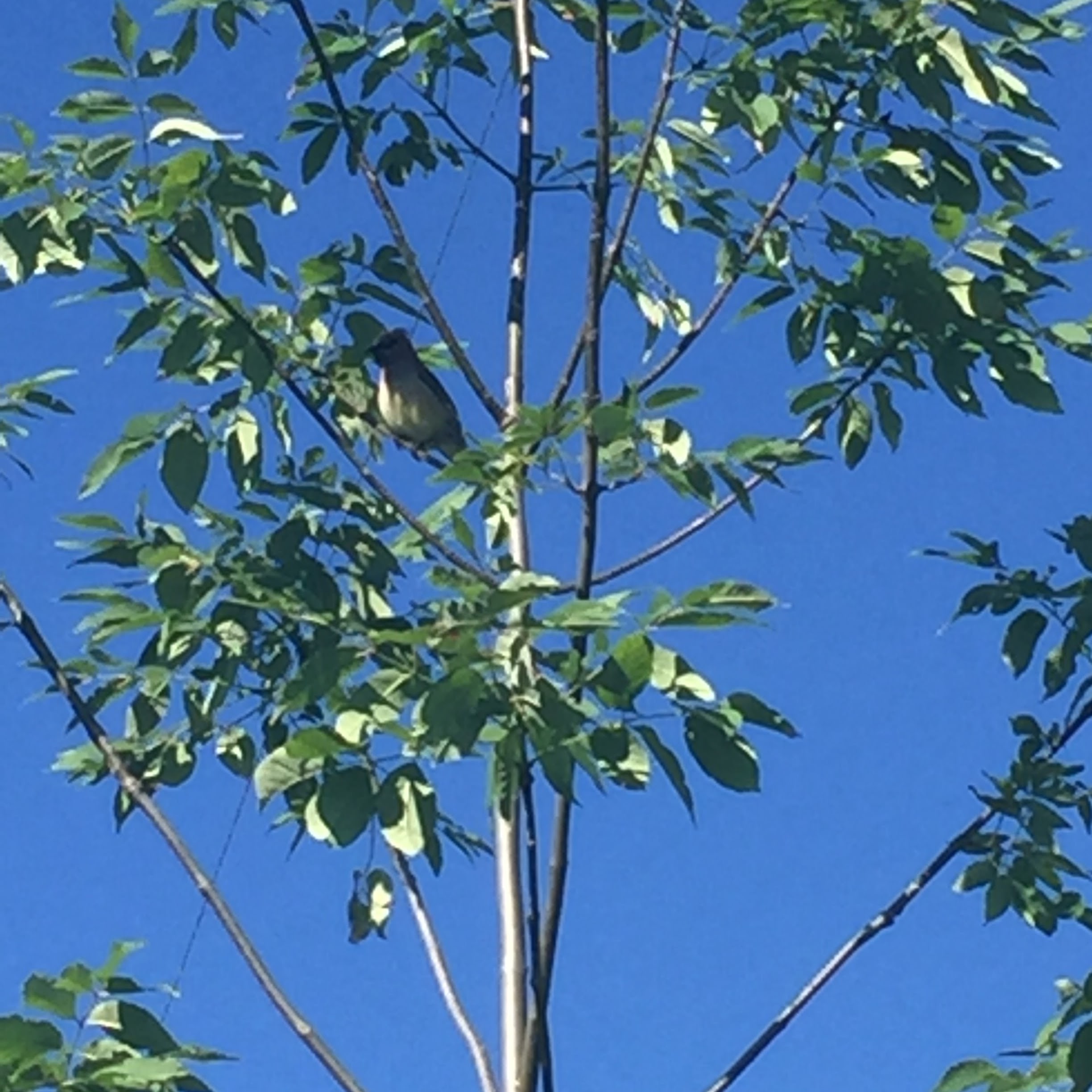 Photo of Cedar Waxwing